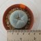 Lophophora Fricii cv Ooibo 5 cm 15 years old seed ownroot flower seedling ロフォフォラ　烏羽玉　仔吹き サボテン