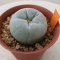 Lophophora Fricii cv Ooibo 5 cm 15 years old seed ownroot flower seedling ロフォフォラ　烏羽玉　仔吹き サボテン