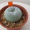 Lophophora Fricii cv Ooibo 5 cm 15 years old seed ownroot flower seedling ロフォフォラ　烏羽玉　仔吹き サボテン