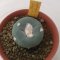 Lophophora alberto-vojtechii 3 cm 15 years old seed ownroot flower seedling ロフォフォラ　烏羽玉　仔吹き サボテン