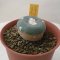 Lophophora alberto-vojtechii 3 cm 15 years old seed ownroot flower seedling ロフォフォラ　烏羽玉　仔吹き サボテン