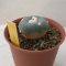 Lophophora alberto-vojtechii 3 cm 15 years old seed ownroot flower seedling ロフォフォラ　烏羽玉　仔吹き サボテン