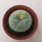 Lophophora Fricii Variegata 4-5 cm 15 years old seed ownroot flower seedling ロフォフォラ　烏羽玉　仔吹き サボテン