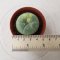 Lophophora Fricii Variegata 4-5 cm 15 years old seed ownroot flower seedling ロフォフォラ　烏羽玉　仔吹き サボテン