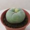 Lophophora Fricii Variegata 4-5 cm 15 years old seed ownroot flower seedling ロフォフォラ　烏羽玉　仔吹き サボテン