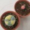 Lophophora Fricii Variegata 4-5 cm 15 years old seed ownroot flower seedling ロフォフォラ　烏羽玉　仔吹き サボテン