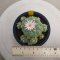 Lophophora Fricii  4-5 cm 15 years old seed ownroot flower seedling ロフォフォラ　烏羽玉　仔吹き サボテン