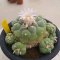 Lophophora Fricii  4-5 cm 15 years old seed ownroot flower seedling ロフォフォラ　烏羽玉　仔吹き サボテン