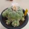 Lophophora Fricii  4-5 cm 15 years old seed ownroot flower seedling ロフォフォラ　烏羽玉　仔吹き サボテン