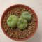 Lophophora fricii triplets 4-5 cm 7 years old seed ownroot flower seedling ロフォフォラ　烏羽玉　仔吹き サボテン(copy)(copy)