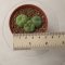 Lophophora fricii triplets 4-5 cm 7 years old seed ownroot flower seedling ロフォフォラ　烏羽玉　仔吹き サボテン(copy)(copy)