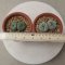 Lophophora Williamsii Twin 4-5 cm 7 years old seed ownroot flower seedling ロフォフォラ　烏羽玉　仔吹き サボテン(copy)