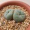 Lophophora Williamsii Twin 4-5 cm 7 years old seed ownroot flower seedling ロフォフォラ　烏羽玉　仔吹き サボテン(copy)