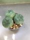 3 PLANT Lophophora Williamsii - lophophora peyote -cactus -cacti -cactaceae