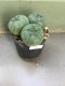 3 PLANT Lophophora Williamsii - lophophora peyote -cactus -cacti -cactaceae