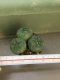 3 PLANT Lophophora Williamsii - lophophora peyote -cactus -cacti -cactaceae