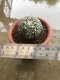Astrophytum asterias