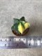 Astrophytum asterias