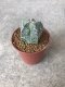 Astrophytum asterias