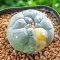 Lophophora Williamsii 3-5 cm 7 years old seed ownroot flower seedling ロフォフォラ　烏羽玉　仔吹き サボテン