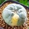 Lophophora Williamsii 3-5 cm 7 years old seed ownroot flower seedling ロフォフォラ　烏羽玉　仔吹き サボテン