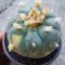 Lophophora Williamsii 3-5 cm 7 years old seed ownroot flower seedling ロフォフォラ　烏羽玉　仔吹き サボテン