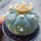 Lophophora Williamsii 3-5 cm 7 years old seed ownroot flower seedling ロフォフォラ　烏羽玉　仔吹き サボテン