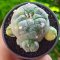 Lophophora Williamsii 3-5 cm 7 years old seed ownroot flower seedling ロフォフォラ　烏羽玉　仔吹き サボテン