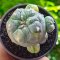 Lophophora Williamsii 3-5 cm 7 years old seed ownroot flower seedling ロフォフォラ　烏羽玉　仔吹き サボテン