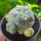 Lophophora Williamsii 3-5 cm 7 years old seed ownroot flower seedling ロフォフォラ　烏羽玉　仔吹き サボテン