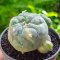 Lophophora Williamsii 3-5 cm 7 years old seed ownroot flower seedling ロフォフォラ　烏羽玉　仔吹き サボテン