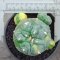 Lophophora Williamsii 3-5 cm 7 years old seed ownroot flower seedling ロフォフォラ　烏羽玉　仔吹き サボテン