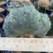 Lophophora Williamsii cristata 8-9 cm 13 years old flower seedling　烏羽玉　仔吹き サボテン