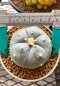 Lophophora Williamsii var. Pentagona 5-6 cm 13 years old flower grow from seedling own root 烏羽玉　仔吹き サボテン(copy)