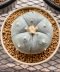 Lophophora Williamsii var. Pentagona 5-6 cm 13 years old flower grow from seedling own root 烏羽玉　仔吹き サボテン(copy)