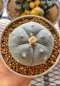 Lophophora Williamsii var. Pentagona 5-6 cm 13 years old flower grow from seedling own root 烏羽玉　仔吹き サボテン(copy)