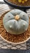 Lophophora Williamsii var. Pentagona 5-6 cm 13 years old flower grow from seedling own root 烏羽玉　仔吹き サボテン(copy)