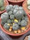 Lophophora Williamsii 7-8 cm 15 years old seed ownroot flower seedling ロフォフォラ　烏羽玉　仔吹き サボテン