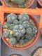 Lophophora Williamsii 7-8 cm 15 years old seed ownroot flower seedling ロフォフォラ　烏羽玉　仔吹き サボテン