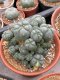 Lophophora Williamsii 7-8 cm 15 years old seed ownroot flower seedling ロフォフォラ　烏羽玉　仔吹き サボテン