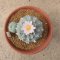 Lophophora Williamsii offset 7-8 cm 15 years old seed ownroot flower seedling ロフォフォラ　烏羽玉　仔吹き サボテン