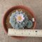 Lophophora Williamsii offset 7-8 cm 15 years old seed ownroot flower seedling ロフォフォラ　烏羽玉　仔吹き サボテン