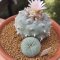 Lophophora Williamsii offset 7-8 cm 15 years old seed ownroot flower seedling ロフォフォラ　烏羽玉　仔吹き サボテン