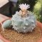 Lophophora Williamsii offset 7-8 cm 15 years old seed ownroot flower seedling ロフォフォラ　烏羽玉　仔吹き サボテン