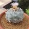 Lophophora Williamsii offset 7-8 cm 15 years old seed ownroot flower seedling ロフォフォラ　烏羽玉　仔吹き サボテン