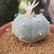 Lophophora Williamsii Texana 5-6 cm 15 years old seed ownroot flower seedling ロフォフォラ　烏羽玉　仔吹き サボテン