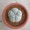 Lophophora Williamsii  5-6 cm 15 years old seed ownroot flower seedling ロフォフォラ　烏羽玉　仔吹き サボテン