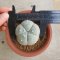 Lophophora Williamsii  5-6 cm 15 years old seed ownroot flower seedling ロフォフォラ　烏羽玉　仔吹き サボテン