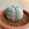 Lophophora Williamsii  5-6 cm 15 years old seed ownroot flower seedling ロフォフォラ　烏羽玉　仔吹き サボテン