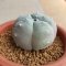 Lophophora Williamsii  5-6 cm 15 years old seed ownroot flower seedling ロフォフォラ　烏羽玉　仔吹き サボテン